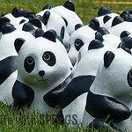 A Field of Black and White … 1600 Pandas …
